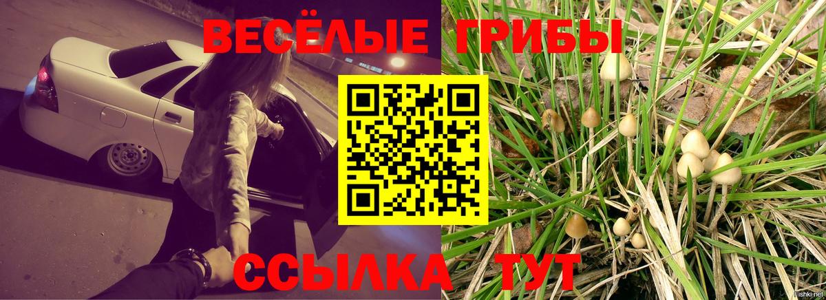 Галлюциногенные грибы Psilocybine cubensis Пушкино